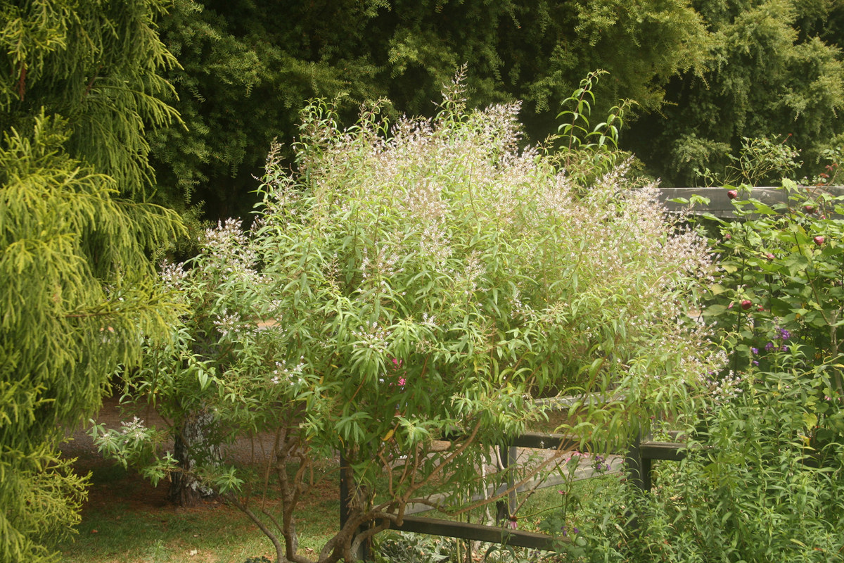 Aloysia triphylla (1)